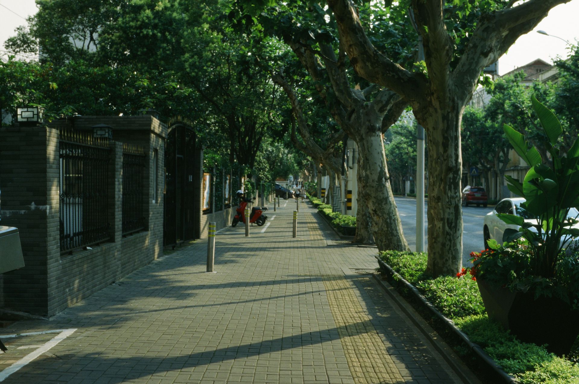 A sunny, tree-lined sidewalk in an urban setting, perfect for a peaceful summer stroll.